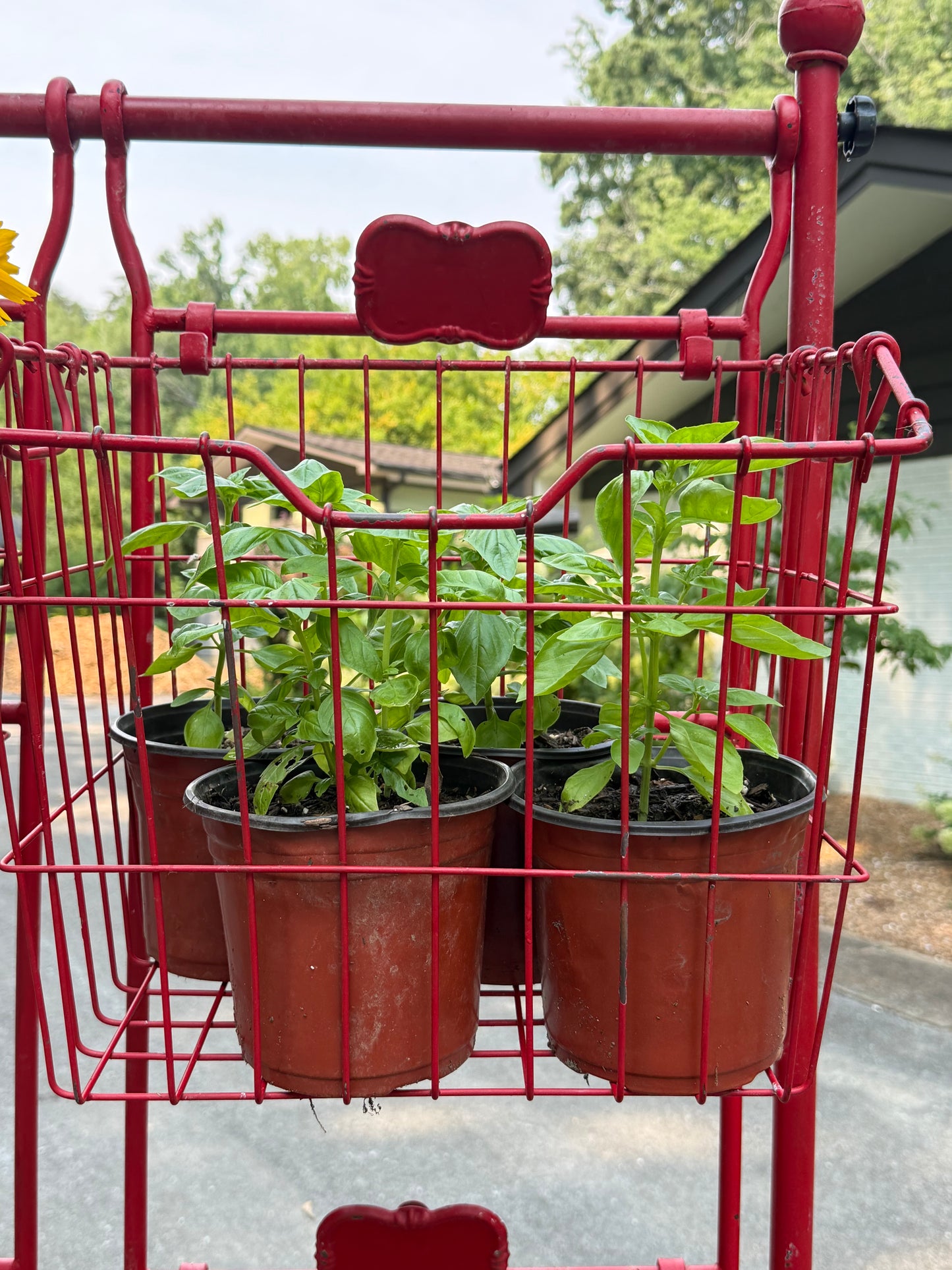 Fresh Potted Herb